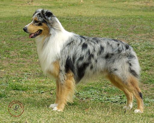 Australian Shepherd 9K7D-20.JPG